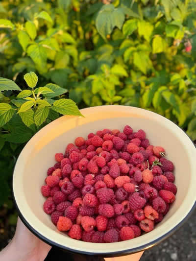 Fresh raspberries harvested from a Russian dacha garden during the summer growing season